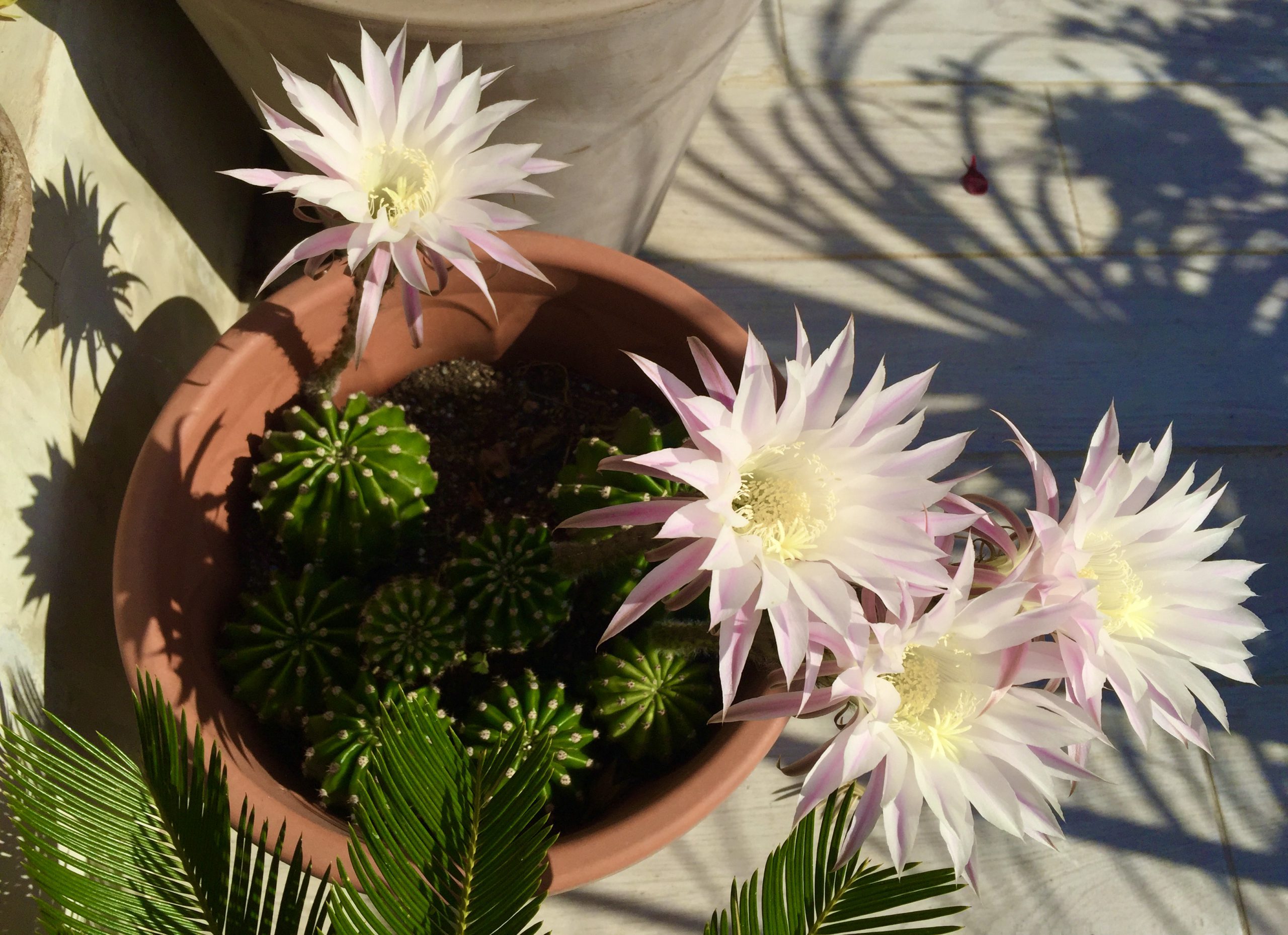 Willkommen Blumen Hahn Herzlichst Eure Neuen Nachbarn Lebalcony